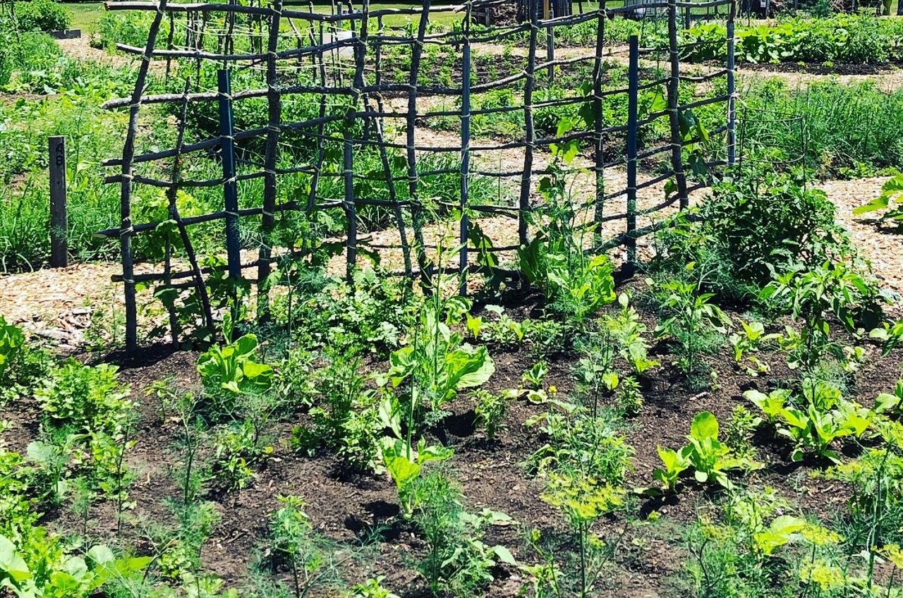 a community vegetable garden