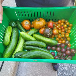 Green English cucumbers, orange-red beefsteak tomatoes, purple, orange and red cherry tomatoes in a green plastic basket. 